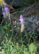 Image of Phyteuma scorzonerifolium Vill.