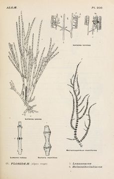 Image of Lemanea