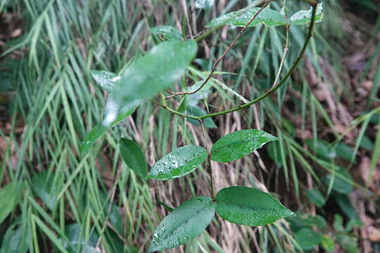 Image of Zanthoxylum nitidum (Roxb.) DC.