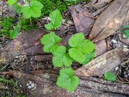 Sivun Rubus lasiococcus A. Gray kuva