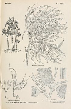 Image of <i>Lessonia nigrescens</i>