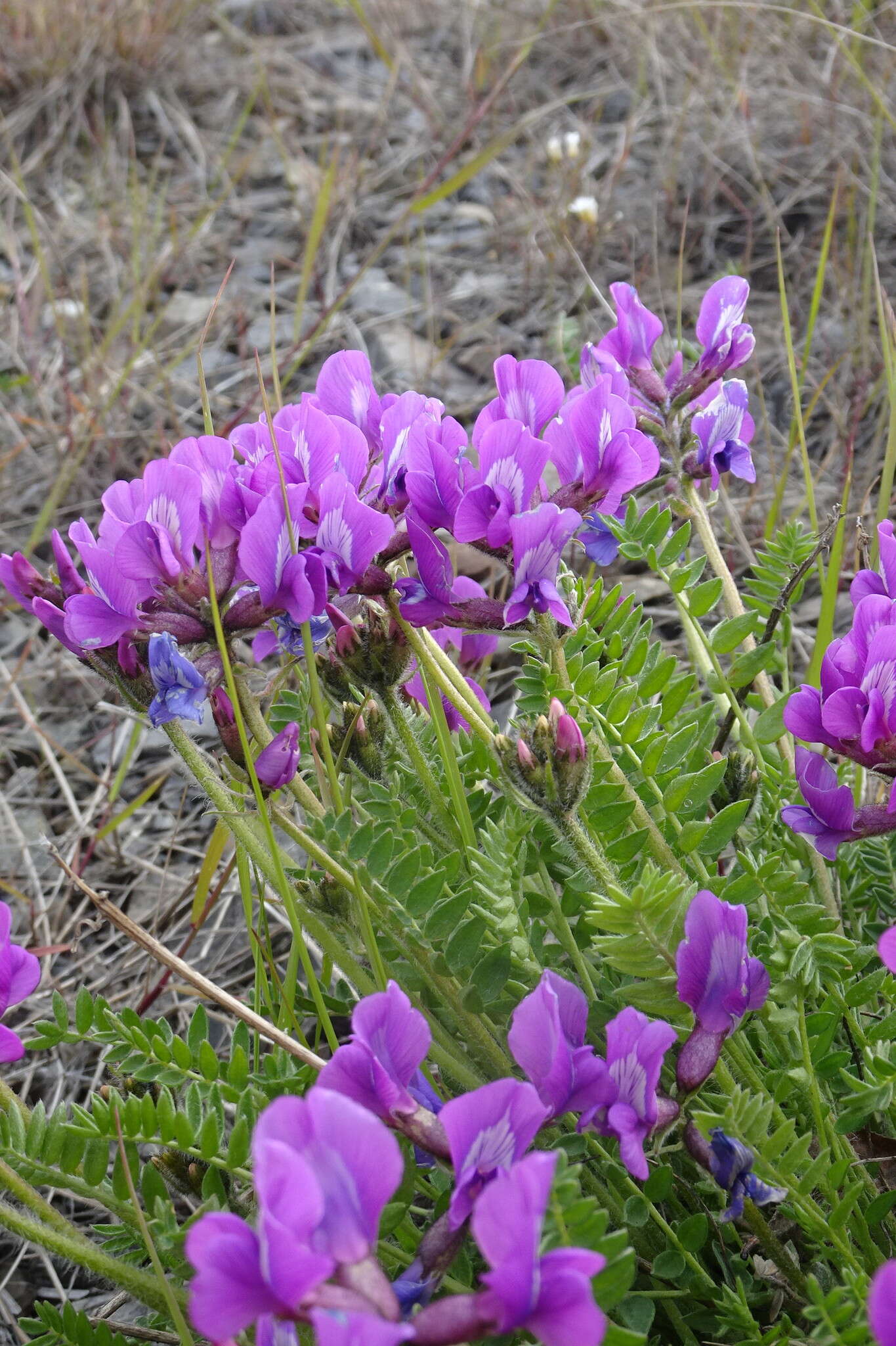 Image de Oxytropis middendorffii Trautv.