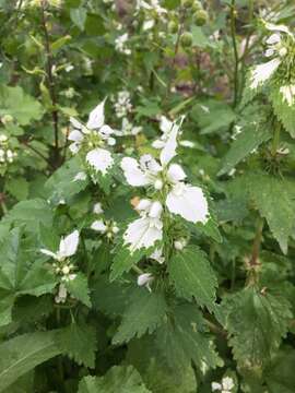 Слика од Lamium moschatum Mill.