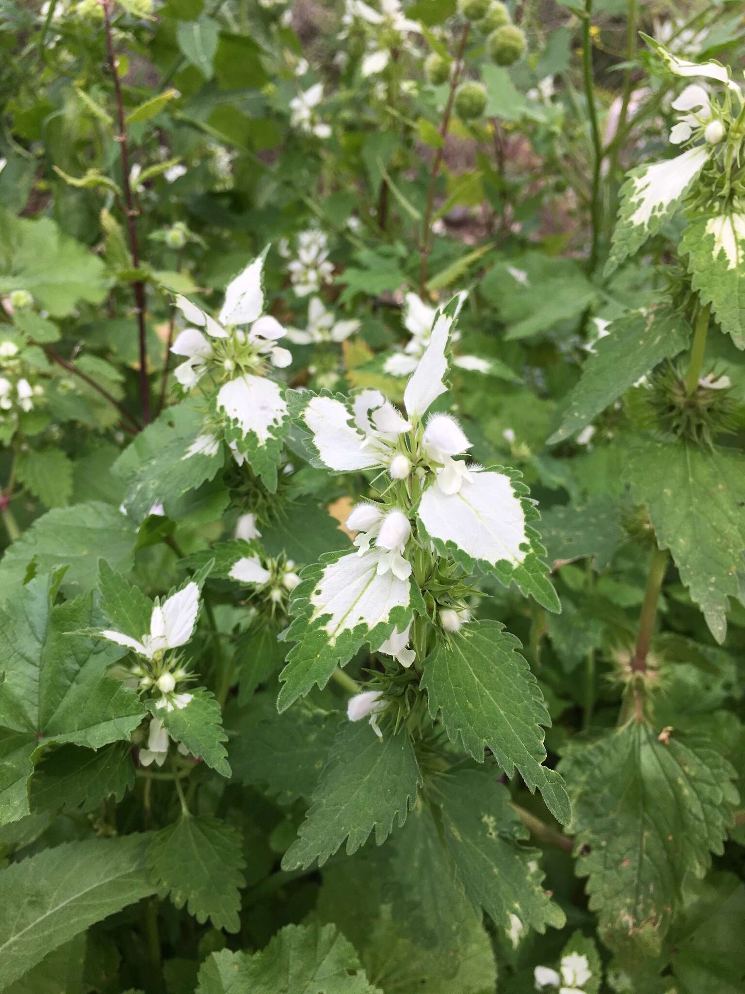 Image of Lamium moschatum Mill.