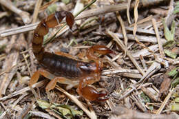 Image of Bothriurus cordubensis Acosta 1955