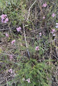 Plancia ëd Asperula hirsuta Desf.