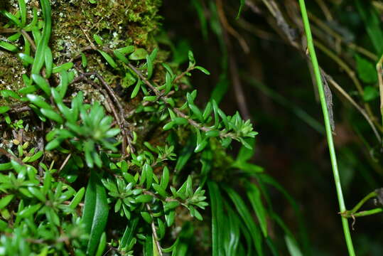 Image of Sedum kwanwuense