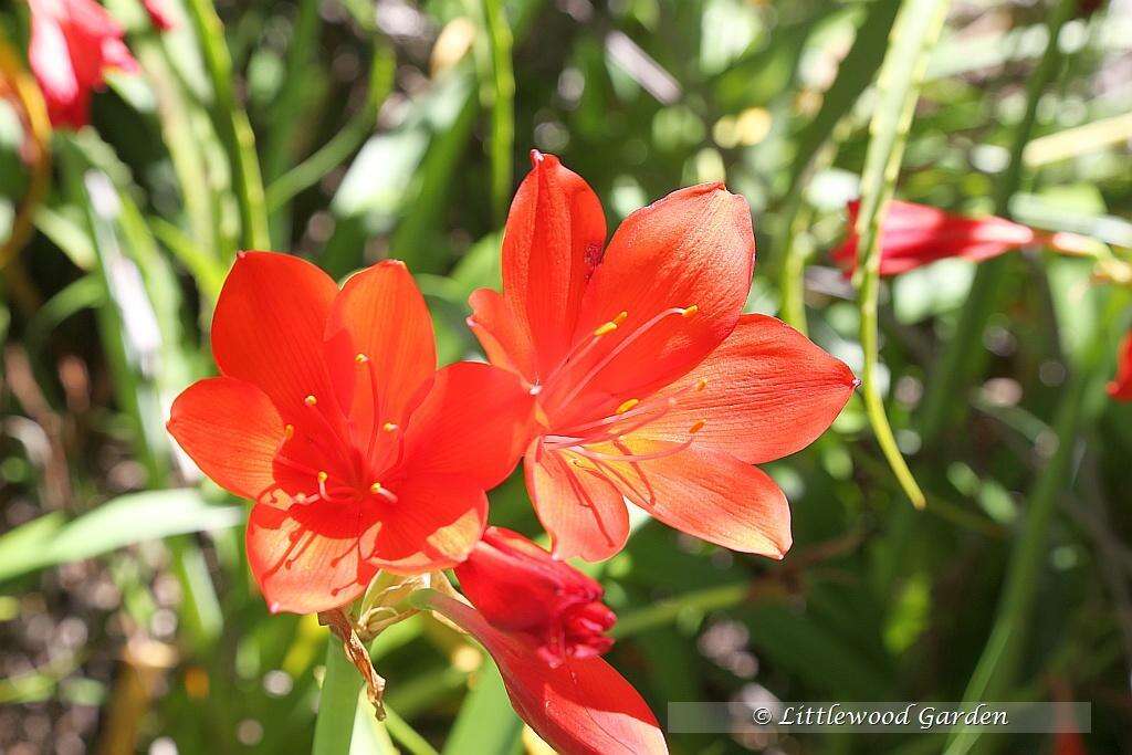 Image of George lily, Scarborough lily