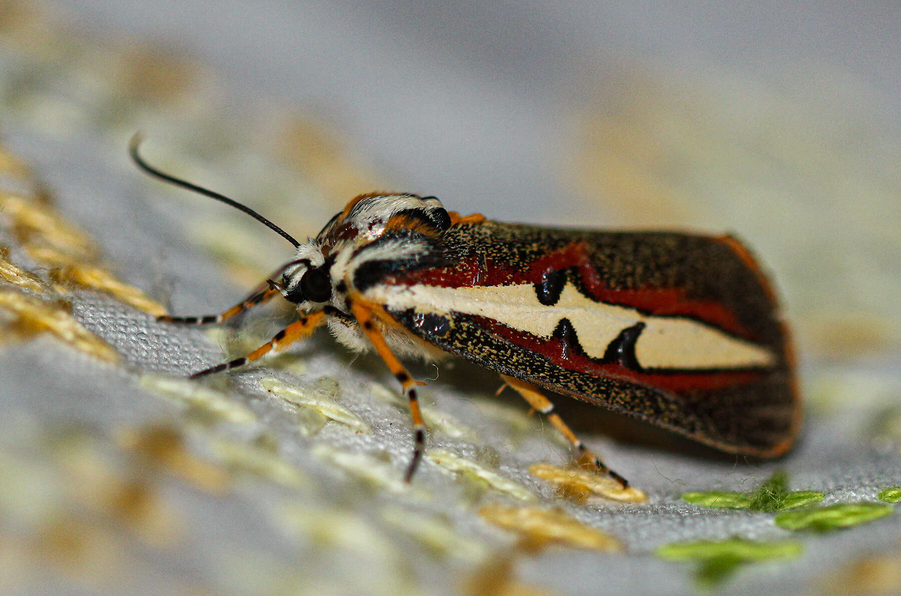 Image of Aegocera rectilinea Boisduval 1836