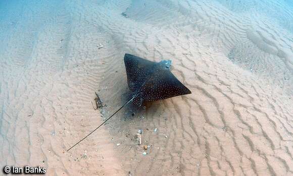 Image of Ocellated Eagle Ray