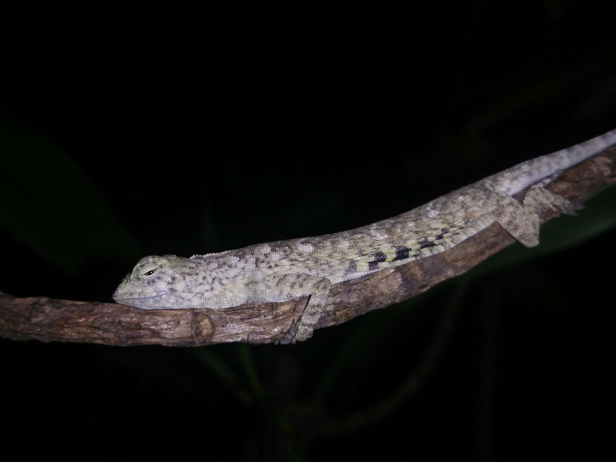 Image of Common Flying Dragon