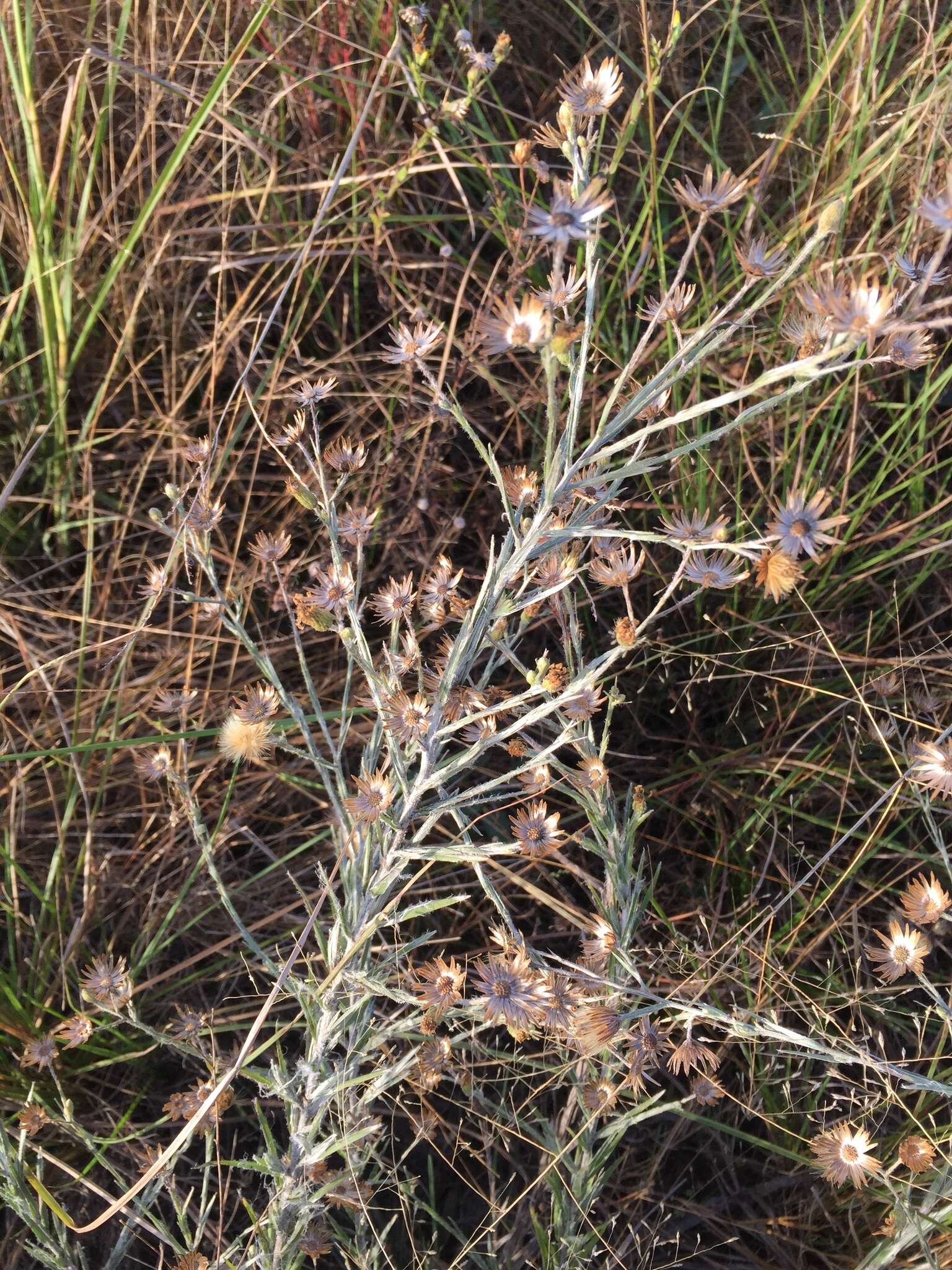 Image de Pityopsis graminifolia (Michx.) Nutt.