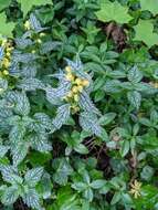 Image of Lamium galeobdolon subsp. flavidum (F. Herm.) Á. Löve & D. Löve