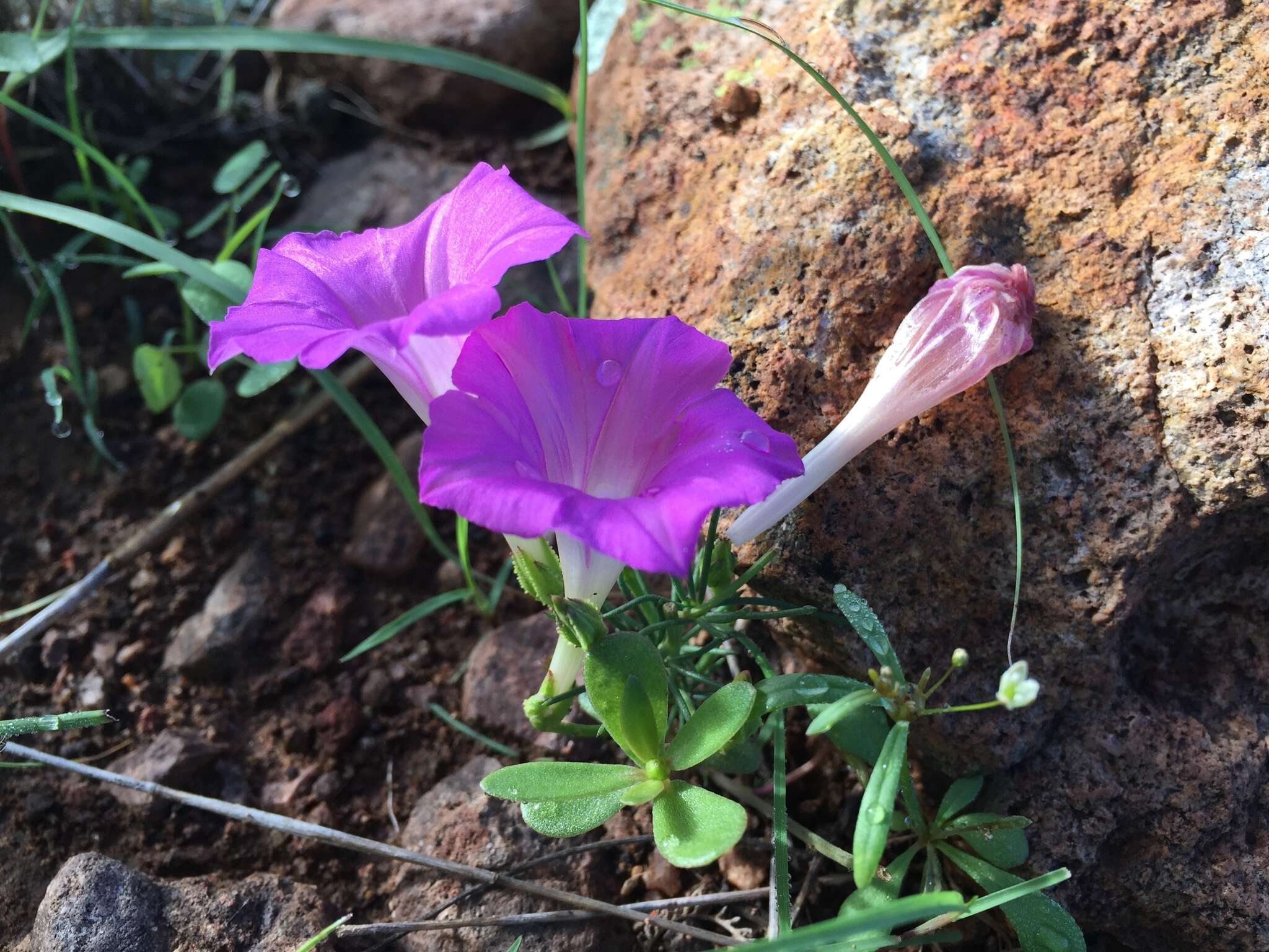 Plancia ëd Ipomoea capillacea (Kunth) G. Don