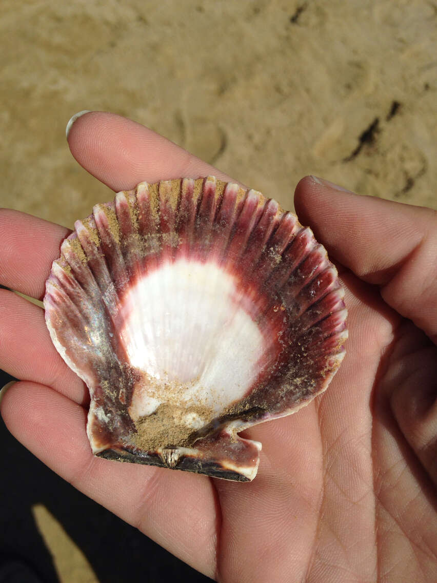 Image of Peruvian scallop