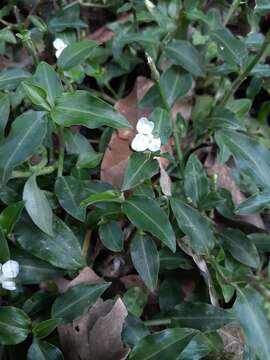 Image of Aneilema biflorum R. Br.