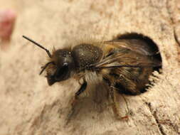 Image of Hornfaced Bee