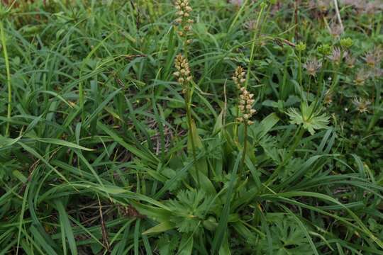 Image of Aletris foliata (Maxim.) Makino & Nemoto