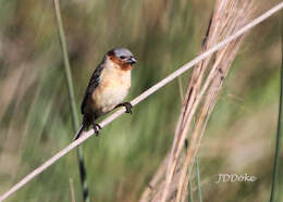 Слика од Sporophila cinnamomea (Lafresnaye 1839)