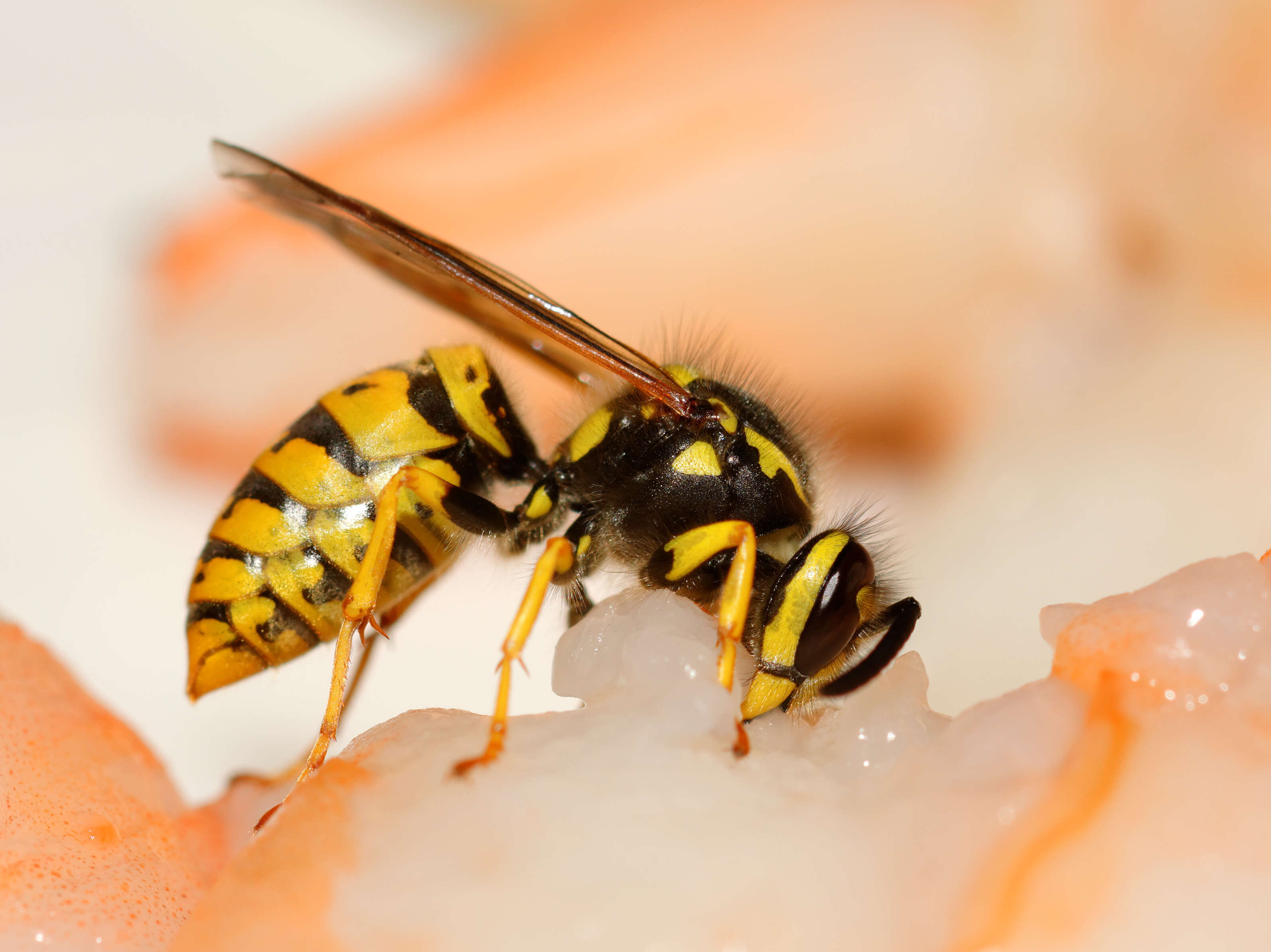 Image of aristeid shrimp