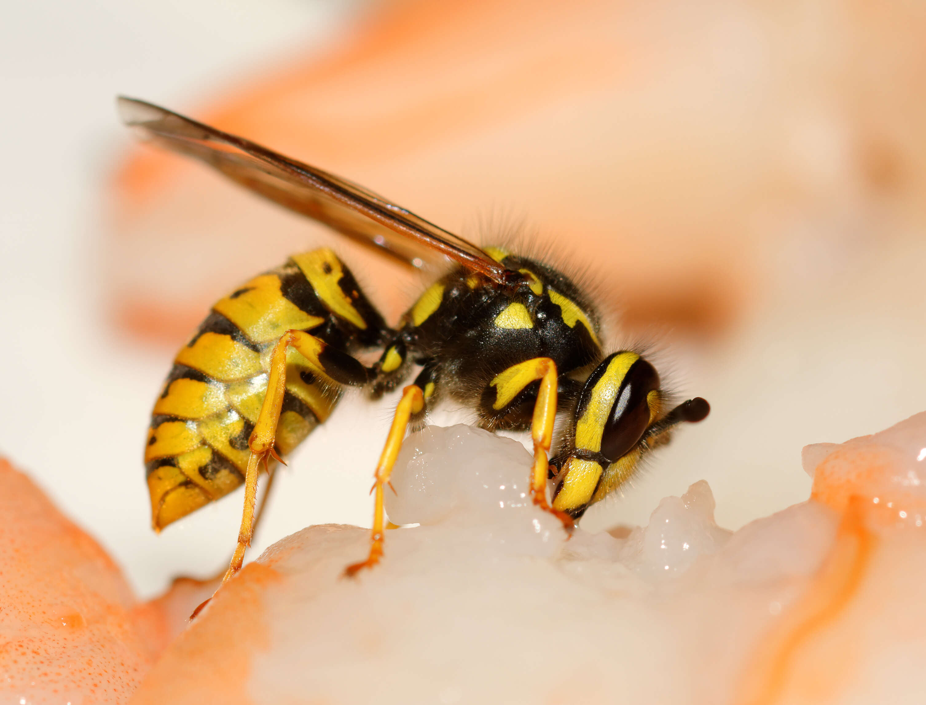 Image of aristeid shrimp