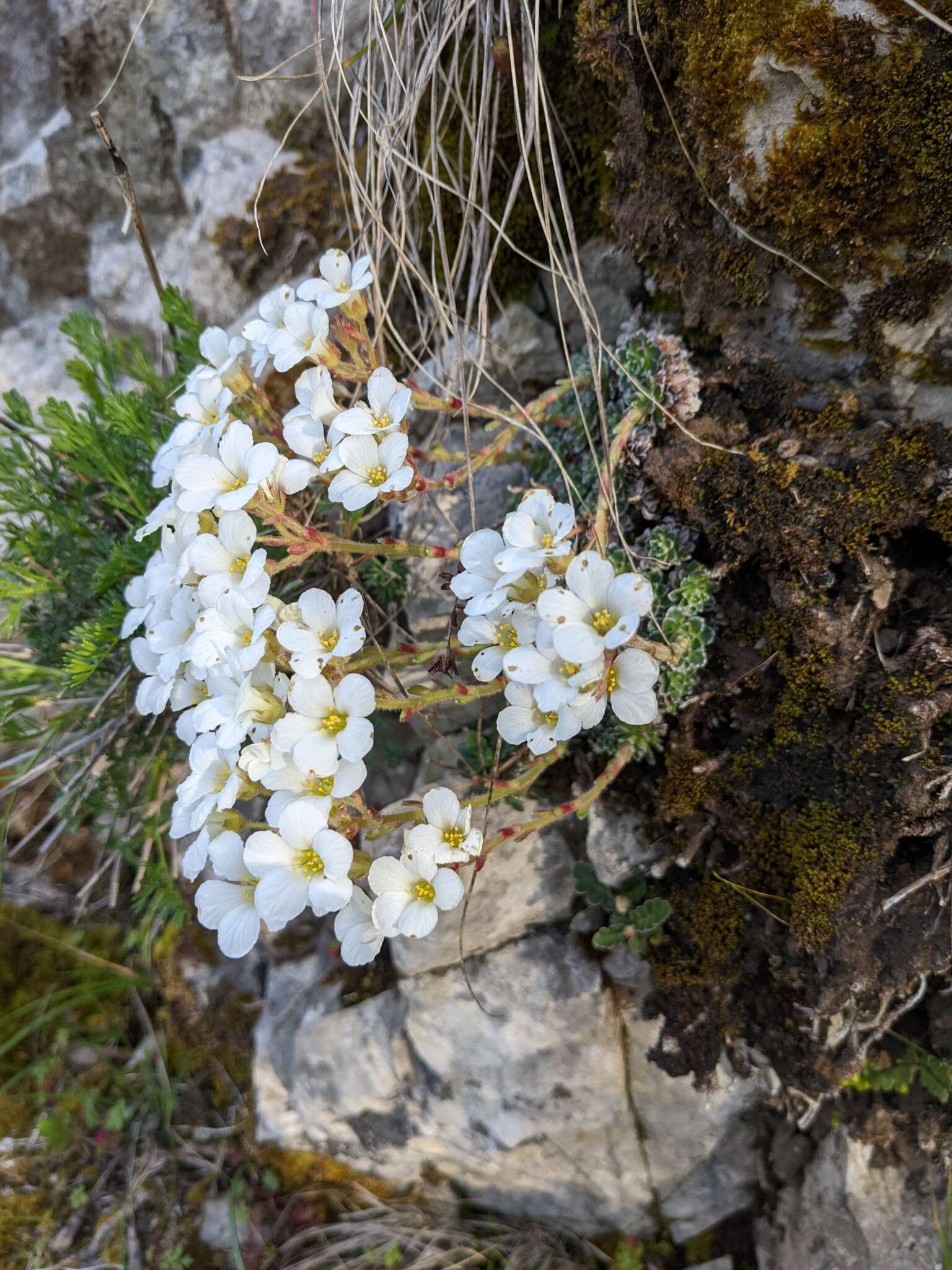 Image of Saxifraga marginata Sternb.