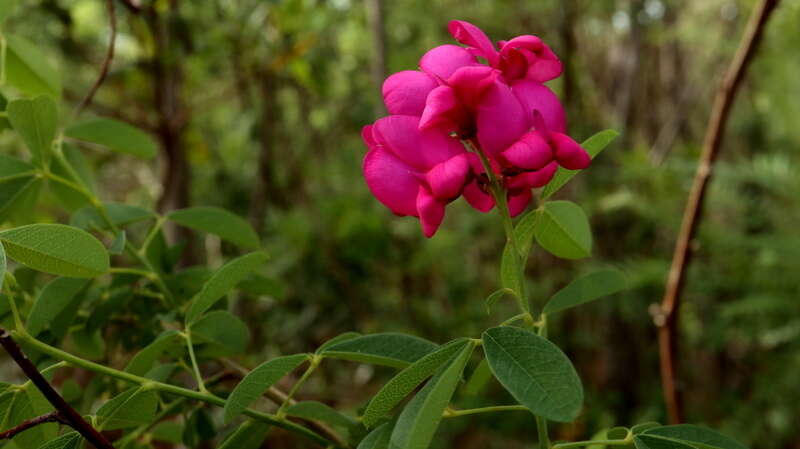 Plancia ëd Hypocalyptus coluteoides (Lam.) R. Dahlgren