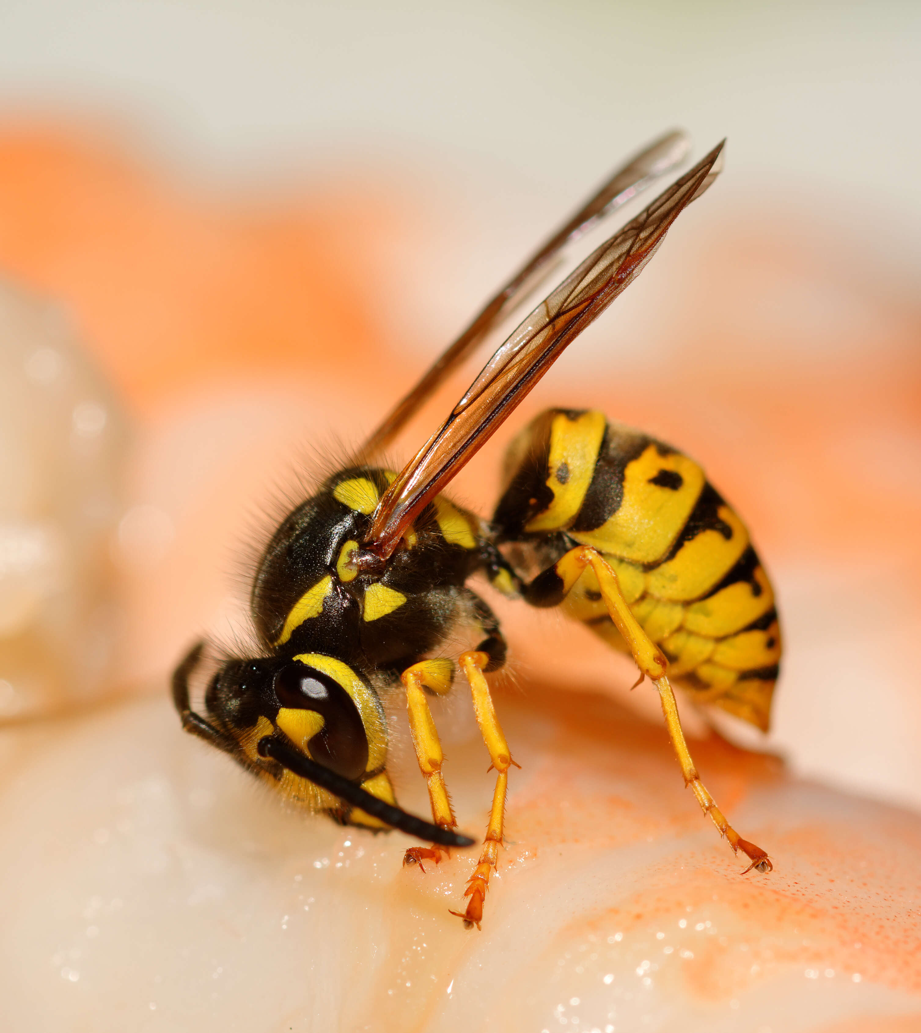 Image of aristeid shrimp