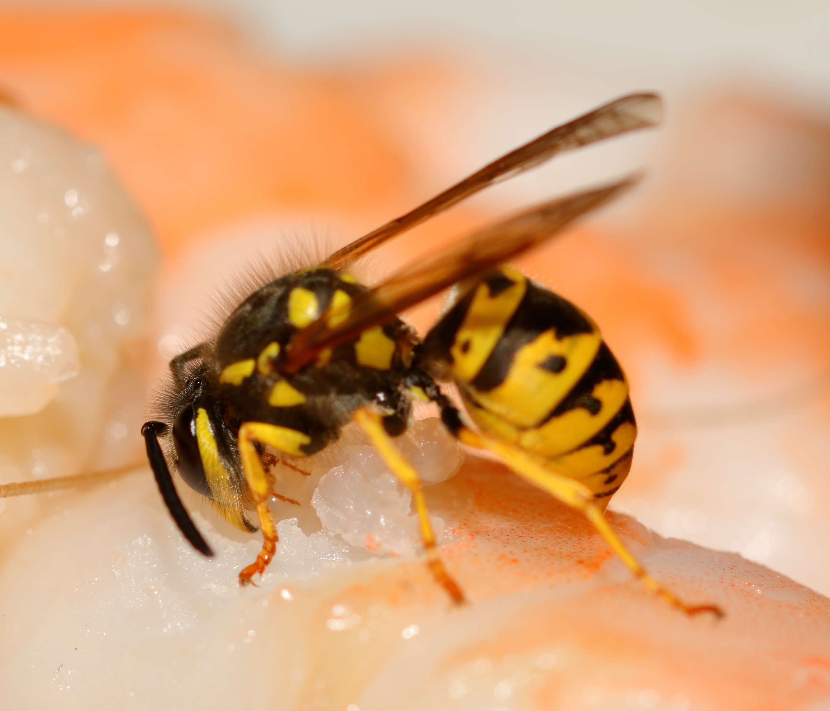 Image of aristeid shrimp