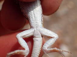 Image of Bushveld Lizard