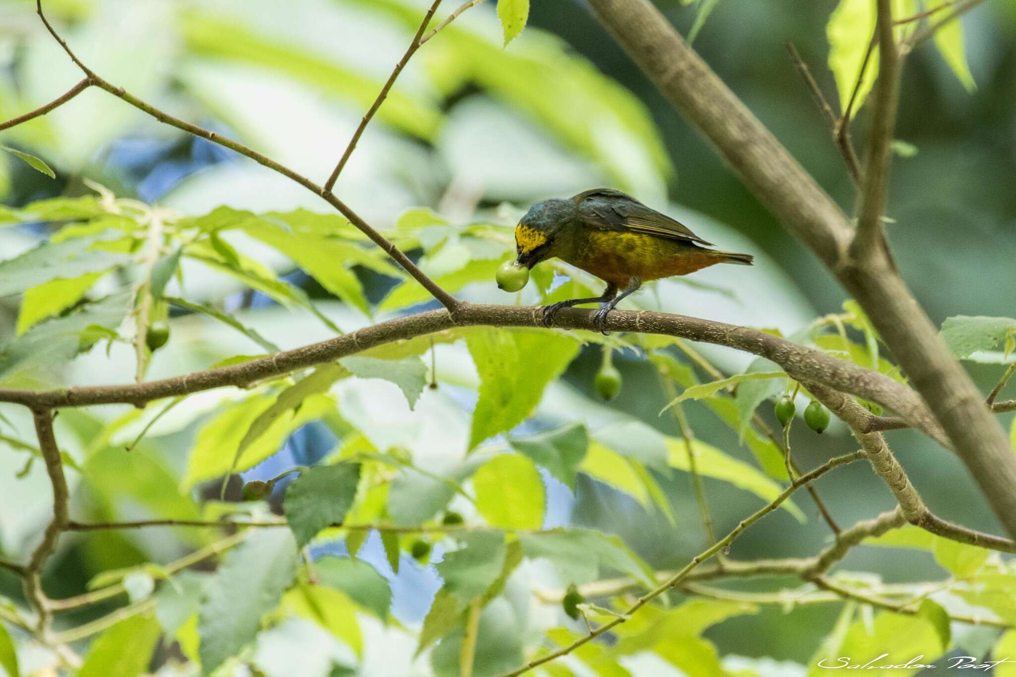 Image of Olive-backed Euphonia