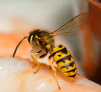 Image of aristeid shrimp