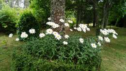 Image of Oxeye Daisy