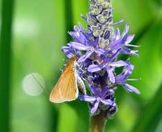 Image of Two-spotted Skipper