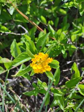 Image of depressed shrubverbena