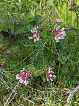 Plancia ëd <i>Hosackia stipularis</i> var. <i>ottleyi</i>