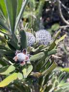 Image of Isopogon sphaerocephalus subsp. lesueurensis Rye