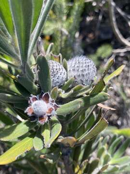 Image of Isopogon sphaerocephalus subsp. lesueurensis Rye