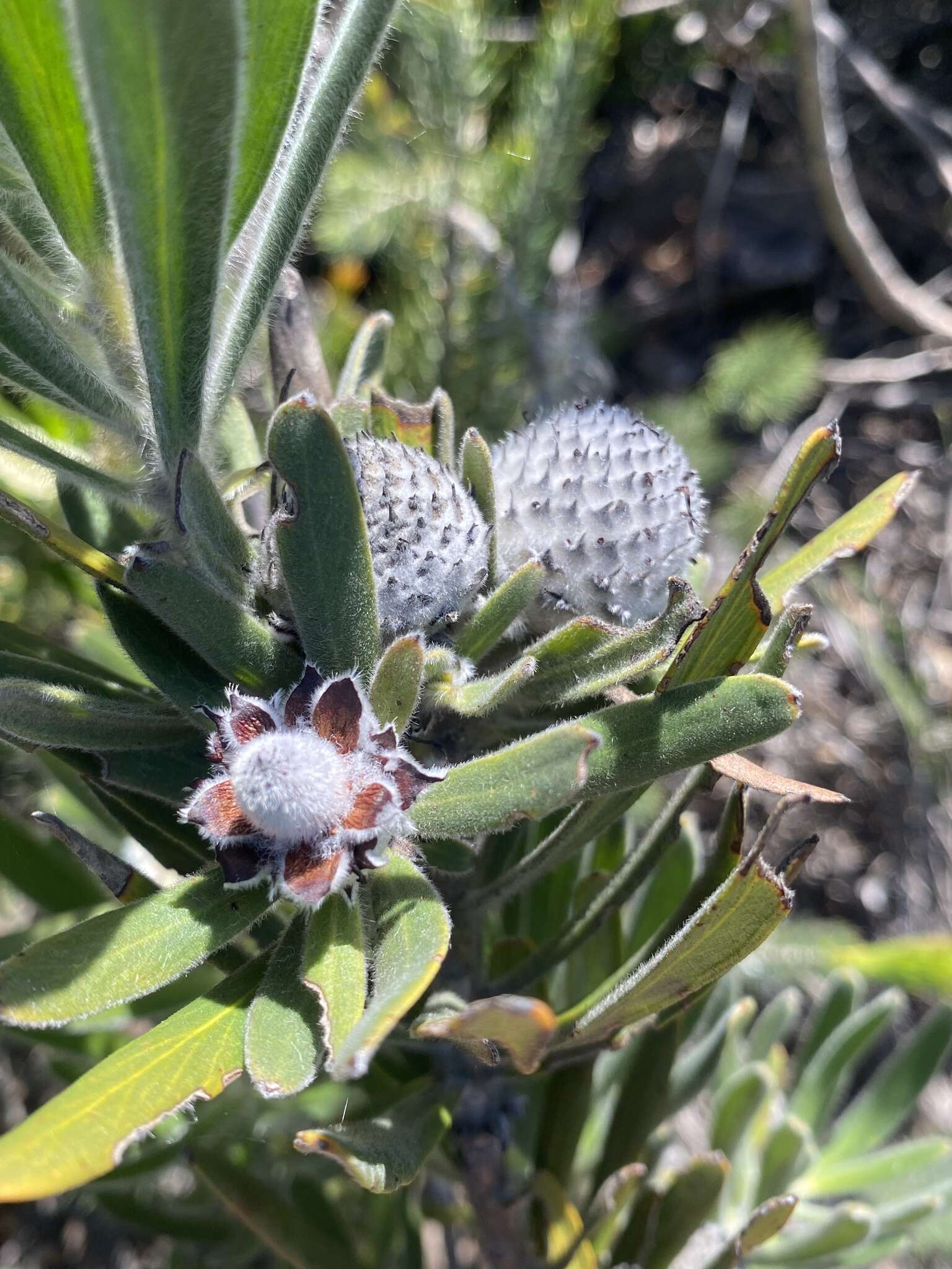 Image of Isopogon sphaerocephalus subsp. lesueurensis Rye