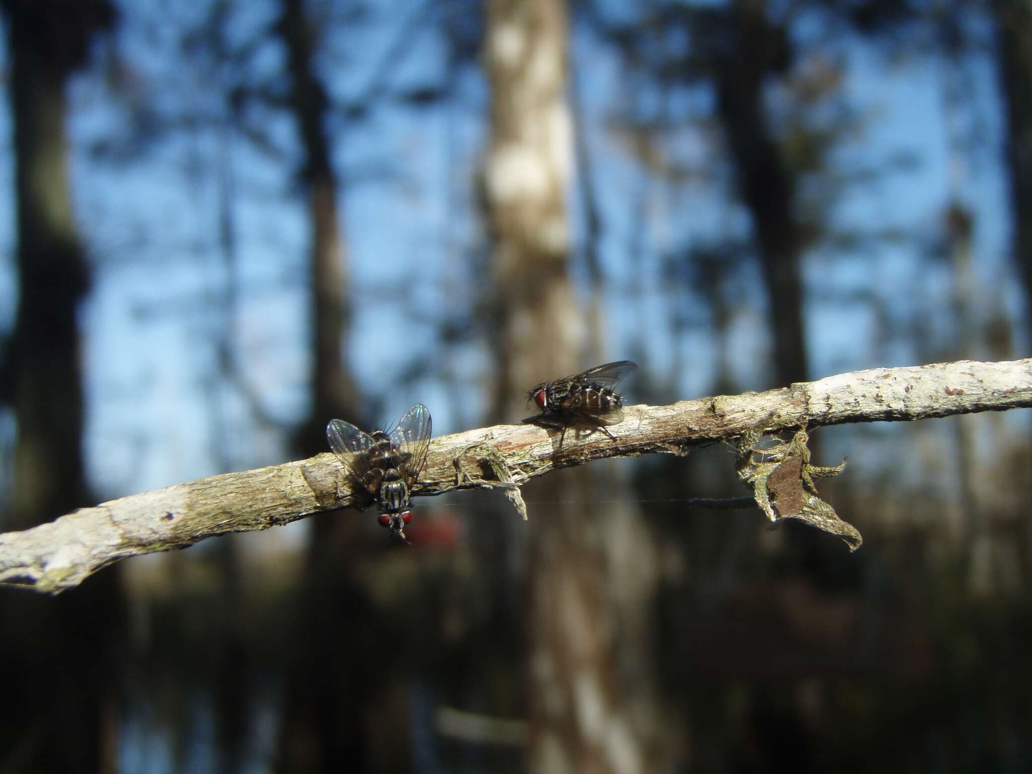 Image of Lixadmontia franki Wood 2006