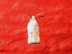 Imagem de Acleris cervinana Fernald 1882