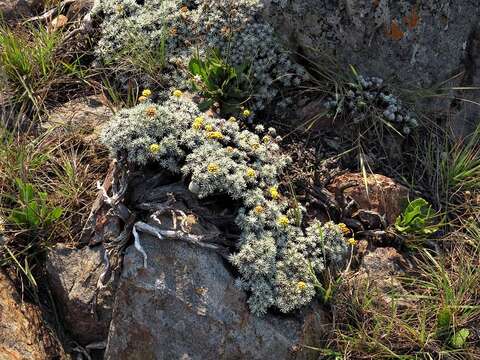 Image of Helichrysum galpinii N. E. Brown