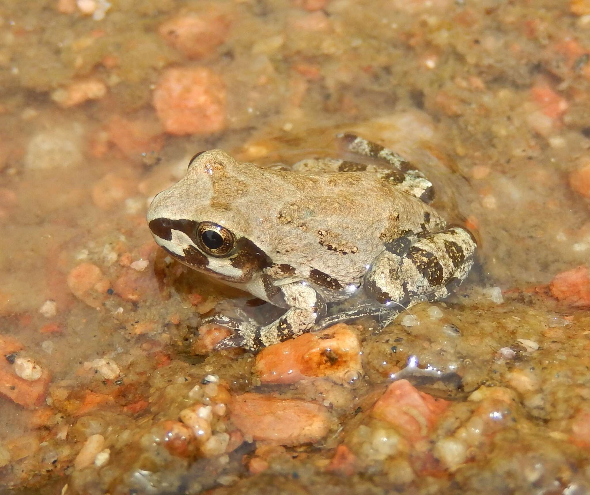 Image of Strecker's Chorus Frog