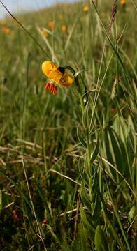 Lilium albanicum Griseb.的圖片