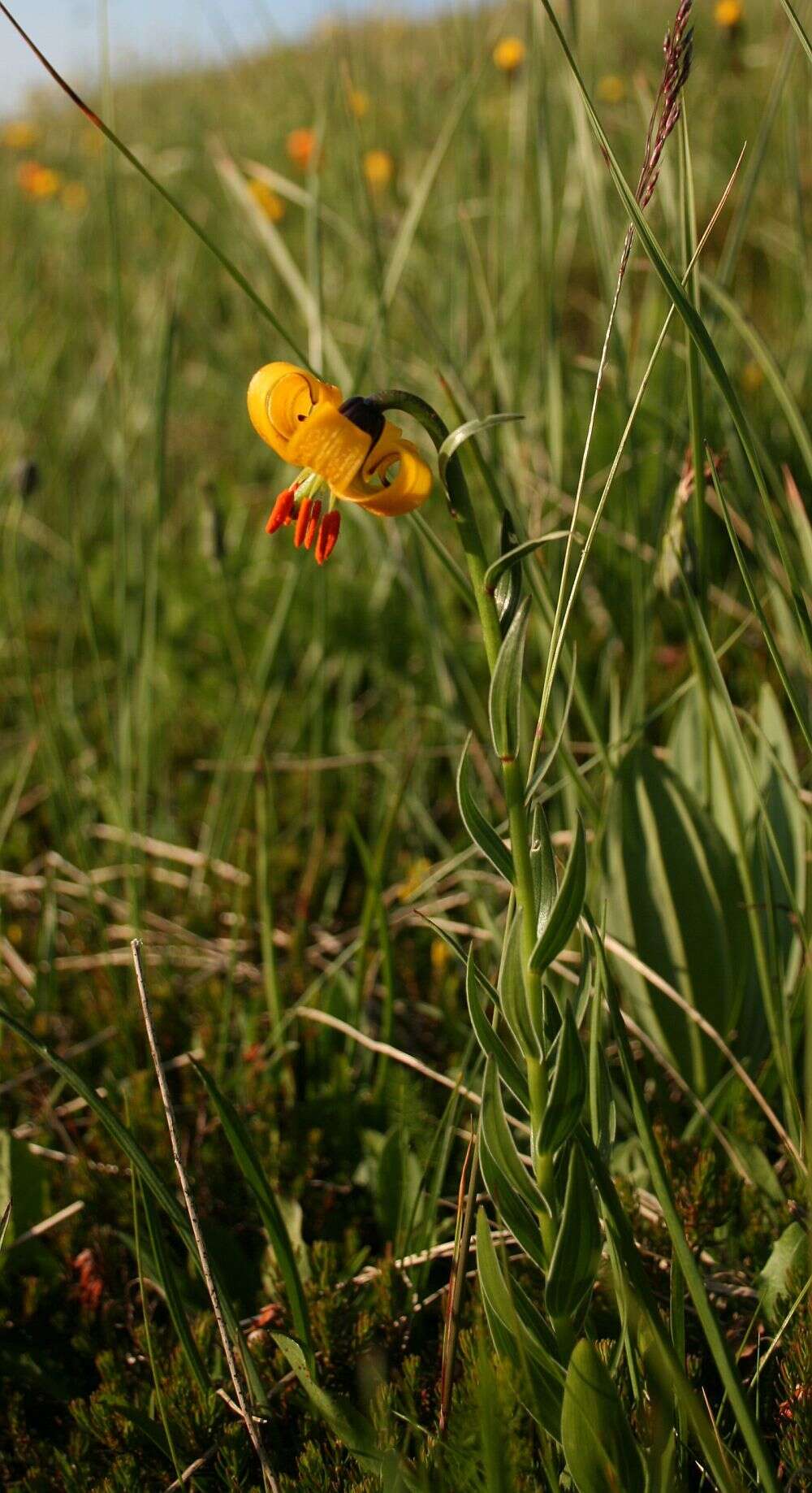 Image of Lilium albanicum Griseb.