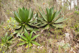 Слика од Agave intermixta Trel.