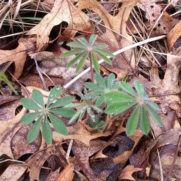 Image of sundial lupine