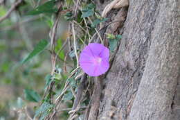 Ipomoea meyeri (Spreng.) G. Don resmi