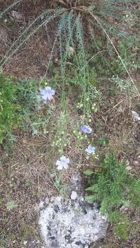 Image of Asian flax