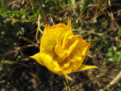 Image of Weed's mariposa lily